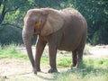 African Elephant Royalty Free Stock Photo