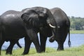 African Elephant