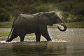 African Elephant