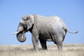 African elephant Royalty Free Stock Photo