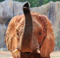African Elephant Royalty Free Stock Photo