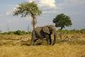 African Elephant Royalty Free Stock Photo