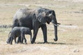 Muddy African elephant mother and cub in Botswana, South Africa Royalty Free Stock Photo