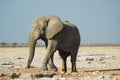 African elephant