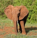 African elephant