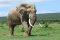 African Elephant Royalty Free Stock Photo
