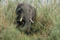 African elephant Royalty Free Stock Photo