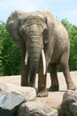 African Elephant