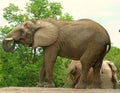 African Elephant