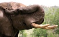 African elephant Royalty Free Stock Photo