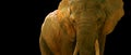 African Elephant