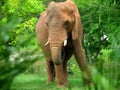 African Elephant