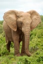 African elephant