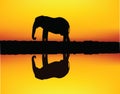 African elephant