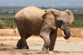African Elephant Royalty Free Stock Photo