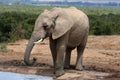 African Elephant Royalty Free Stock Photo