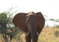 African elephant in Addo Elephant National Park