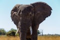 African elephant Africa safari wildlife and wilderness Royalty Free Stock Photo