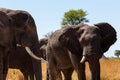 African elephant Africa safari wildlife and wilderness Royalty Free Stock Photo