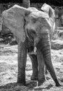 The African elephant