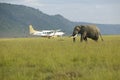 African Elephant and airplane from grasslands of Lewa Conservancy, Kenya, Africa