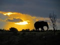 African Elephant Alone at Sunset