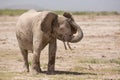 African, Elephant, Amboseli, Kenya Royalty Free Stock Photo