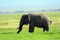 African elephant, Amboseli National Park, Kenya Royalty Free Stock Photo