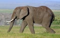 African elephant, Amboseli National Park, Kenya Royalty Free Stock Photo