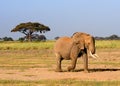 African elephant, Amboseli National Park, Kenya Royalty Free Stock Photo
