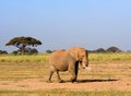 African elephant, Amboseli National Park, Kenya Royalty Free Stock Photo