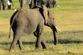 African elephant, Amboseli National Park, Kenya Royalty Free Stock Photo