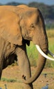 African elephant, Amboseli National Park, Kenya Royalty Free Stock Photo