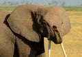 African elephant, Amboseli National Park, Kenya Royalty Free Stock Photo