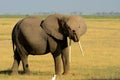 African elephant, Amboseli National Park, Kenya Royalty Free Stock Photo