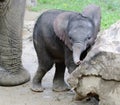 african elephant baby with mother