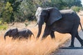 Love of animals,A mother of an African elephant and a baby elephant walks across a road in Botswana. Royalty Free Stock Photo