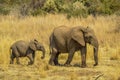 African elephant with baby during Safari Royalty Free Stock Photo