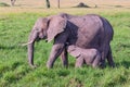 African Elephant Baby Suckling From Mother