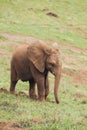 African elephant baby Royalty Free Stock Photo