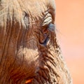 African Elephant Baby's Eye Detail