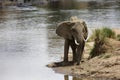 African elephant at the banck of Mara river Royalty Free Stock Photo