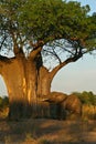 African Elephant and Baobab tree at sunrise