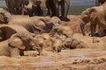 African elephant bathing in Addo Elephant Park Royalty Free Stock Photo