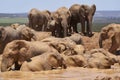 African elephant bathing in Addo Elephant Park Royalty Free Stock Photo