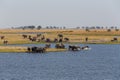 African Elephant in Chobe National Park Royalty Free Stock Photo