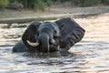 African elephant bathing at dusk in the river