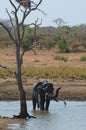 African elephant bathing in a small pond. Kruger National Park, South Africa. Royalty Free Stock Photo