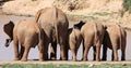 African Elephant Behinds Royalty Free Stock Photo