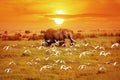 African elephant and birds at sunset. Africa. Tanzania Royalty Free Stock Photo